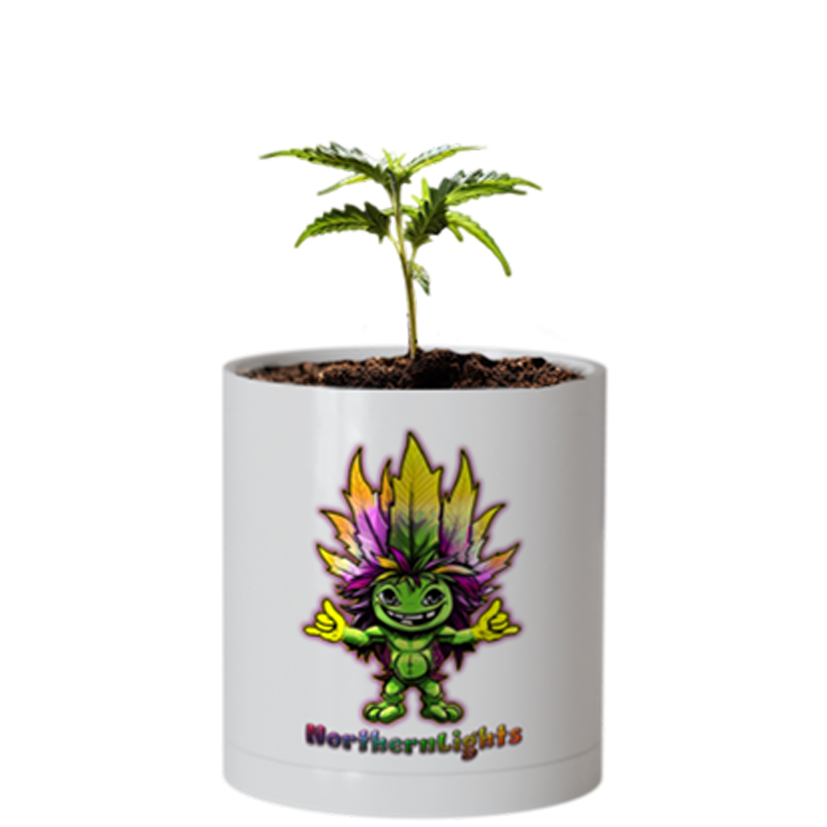 CheebaPet Planter Kit - NorthernLights