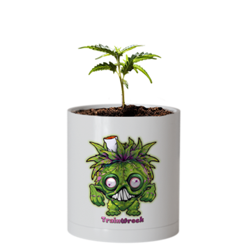 CheebaPet Planter Kit - TrainWreck