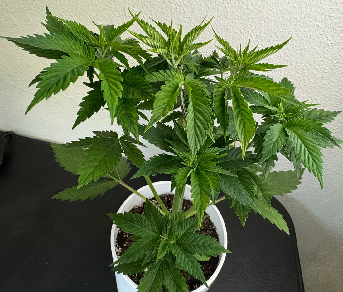 Topping Autoflowers
