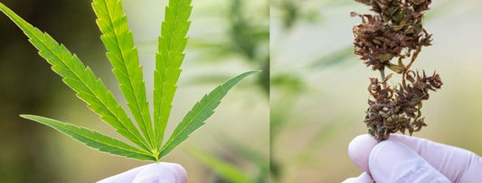 Joy of Home Growing
